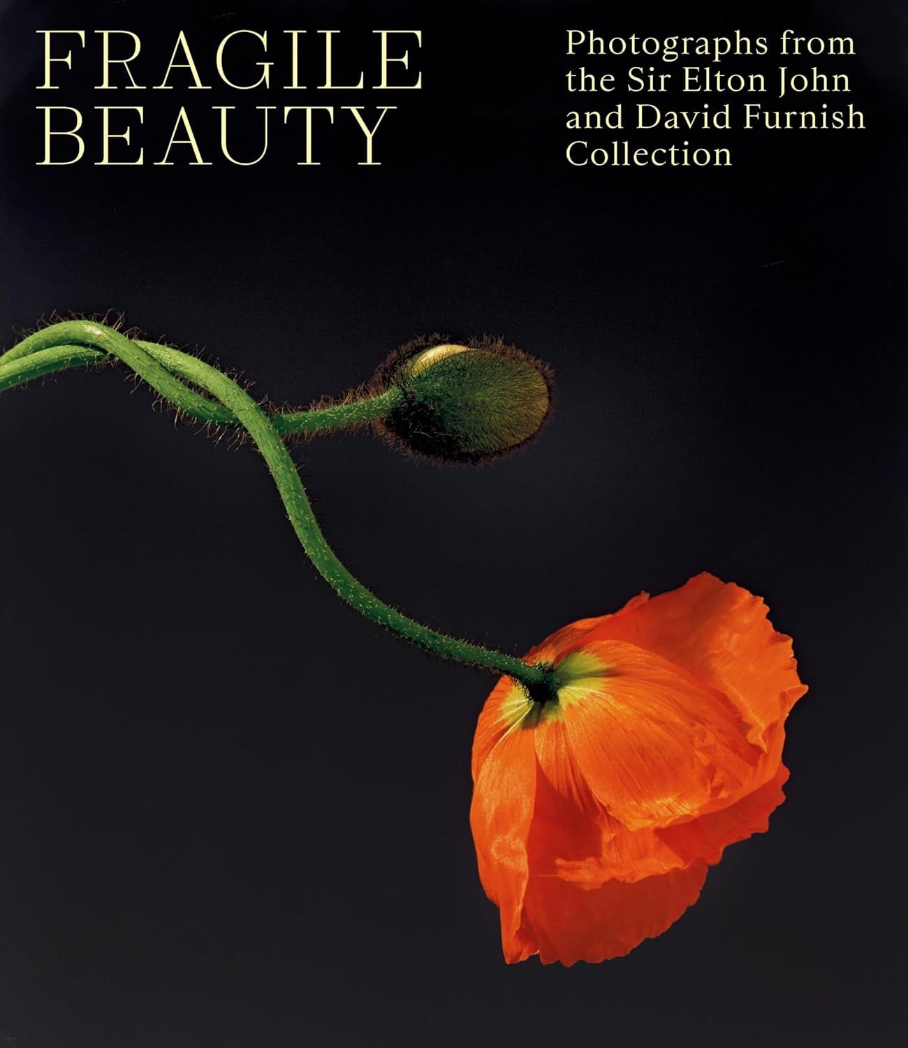 Showcases the book as a premium photography collection, emphasizing the artistic and elegant nature of the content through a striking floral image that represents the fragile beauty theme. Uses a…