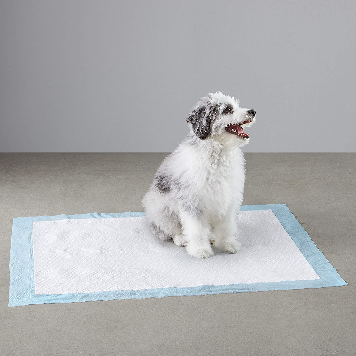 AMAZON BASICS LIFE PET 2: Lifestyle Secondary Images