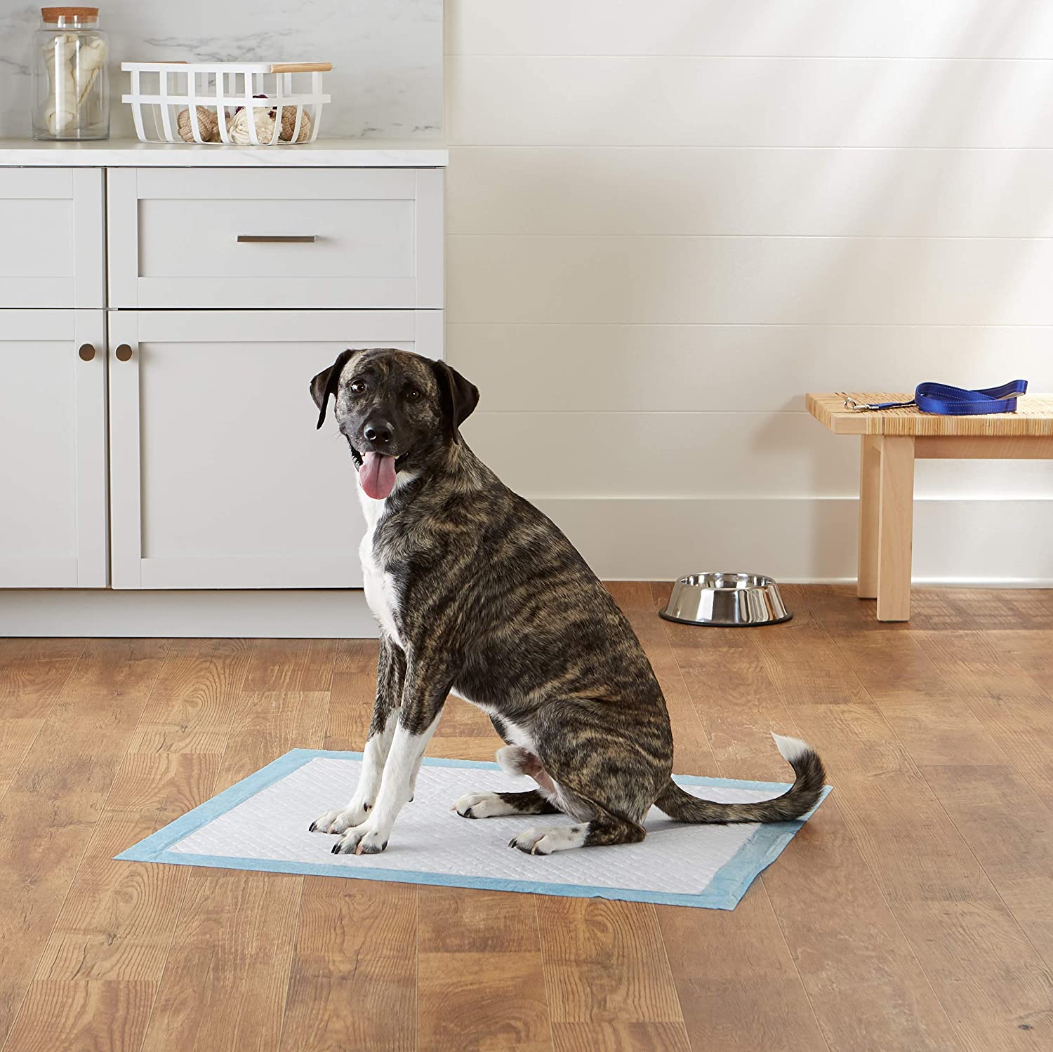 AMAZON BASICS LIFE PET: Lifestyle Secondary Images