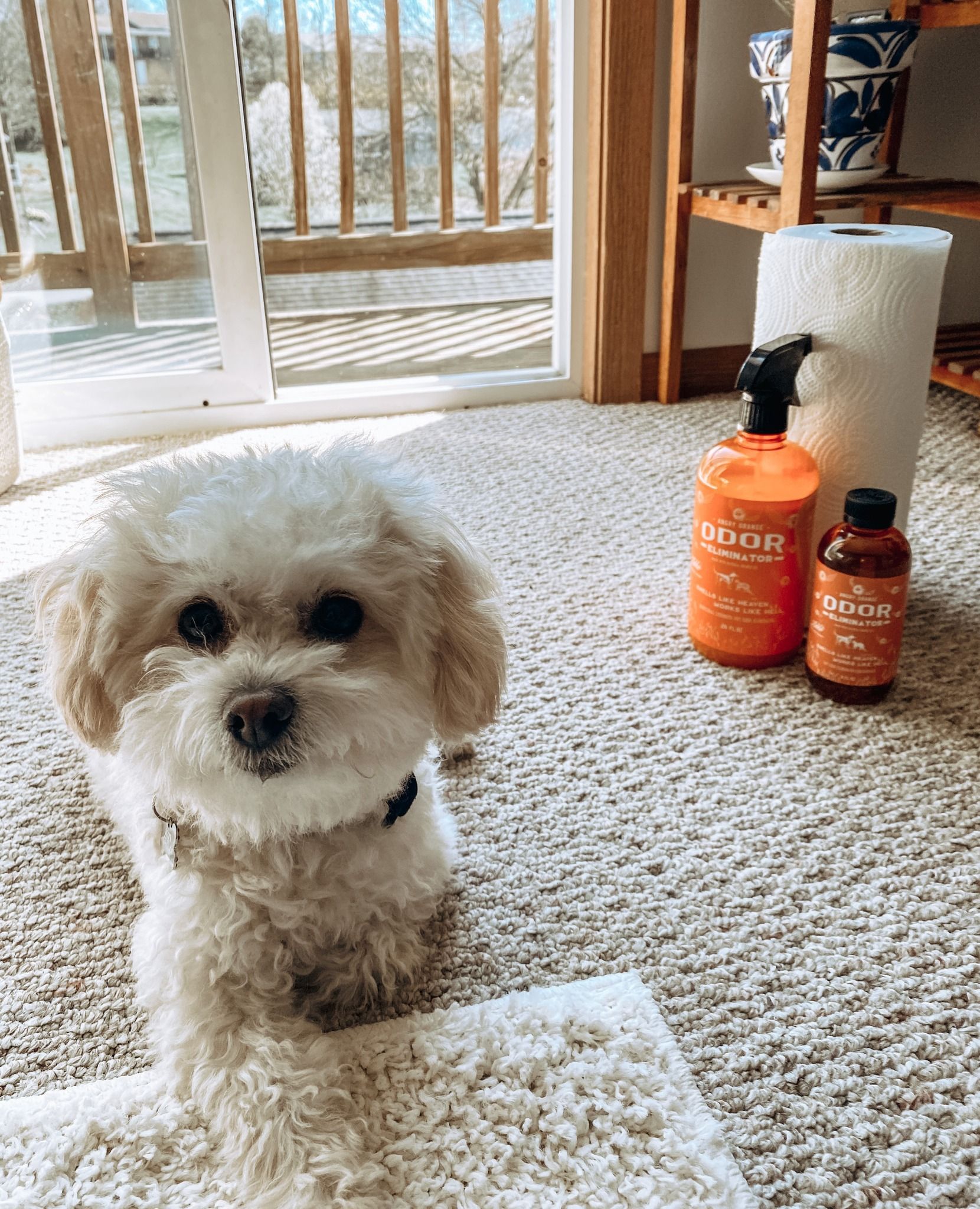 ANGRY ORANGE LIF PET 1: Lifestyle Secondary Images