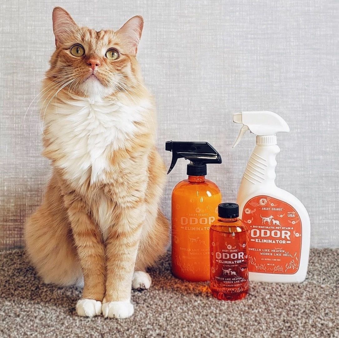 ANGRY ORANGE LIF PET 6: Lifestyle Secondary Images