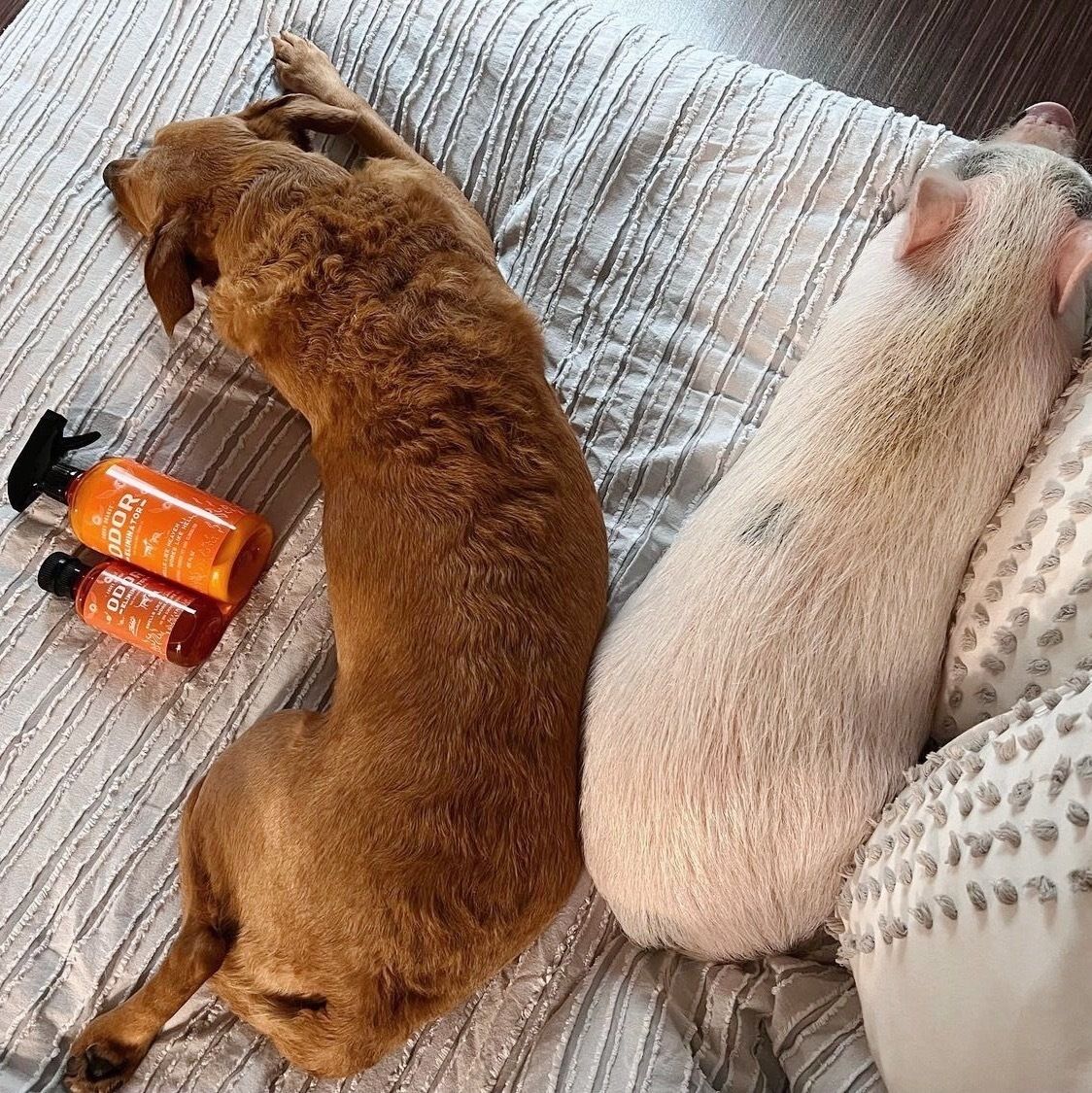 ANGRY ORANGE LIF PET 8: Lifestyle Secondary Images