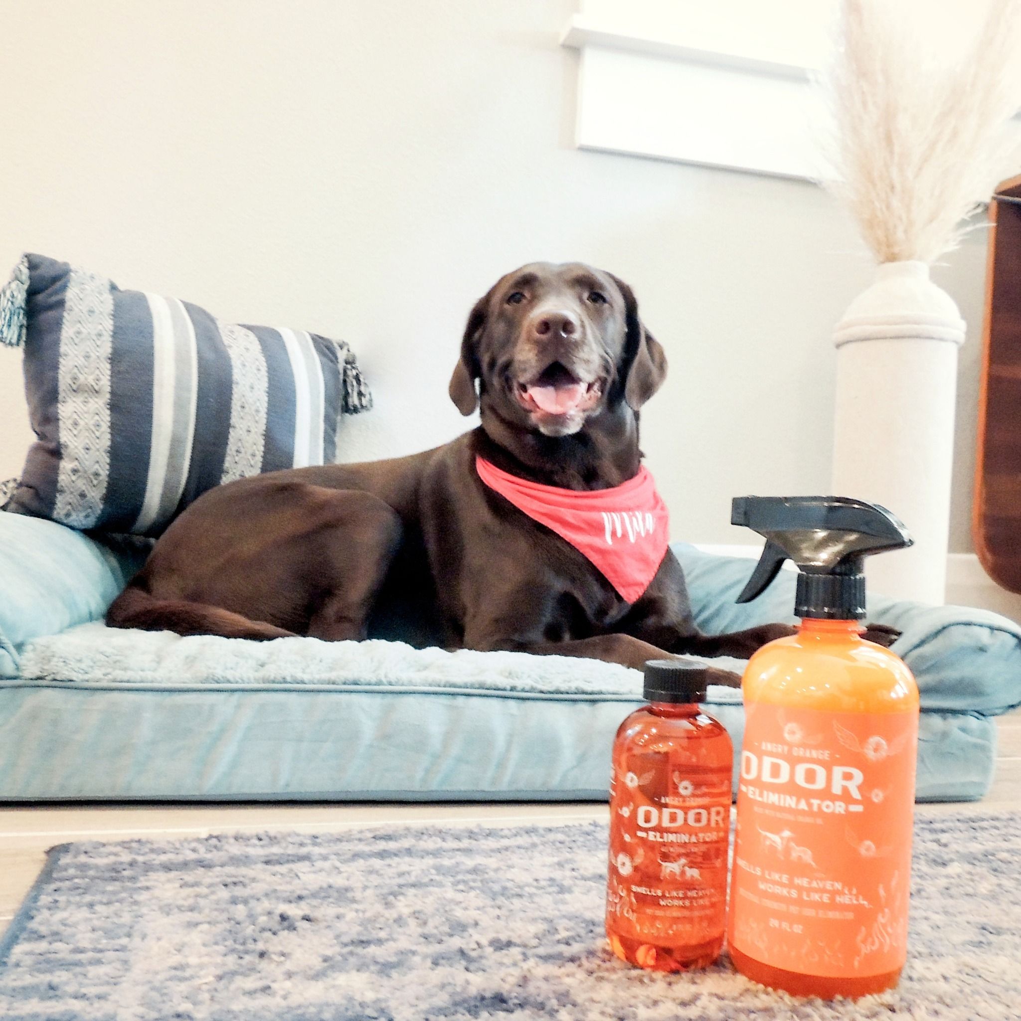 ANGRY ORANGE LIF PET 9: Lifestyle Secondary Images
