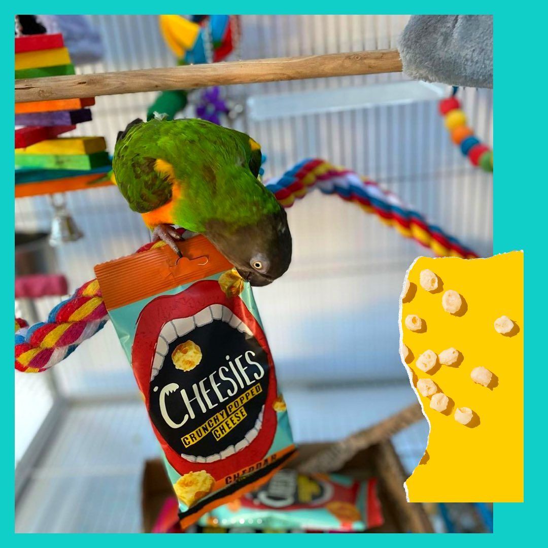 Cheesies 20: Lifestyle Secondary Images