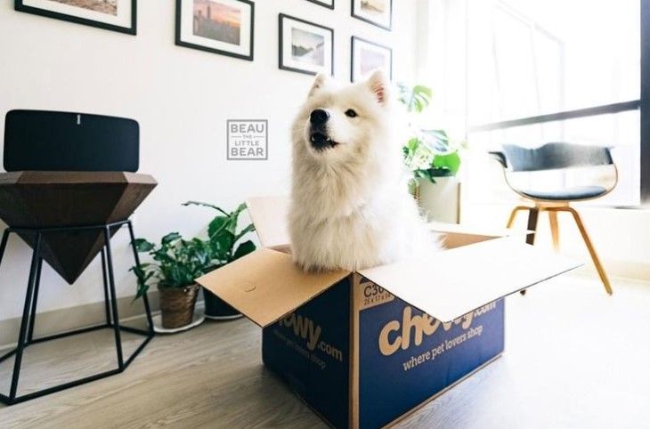 Chewy 15: Lifestyle Secondary Images