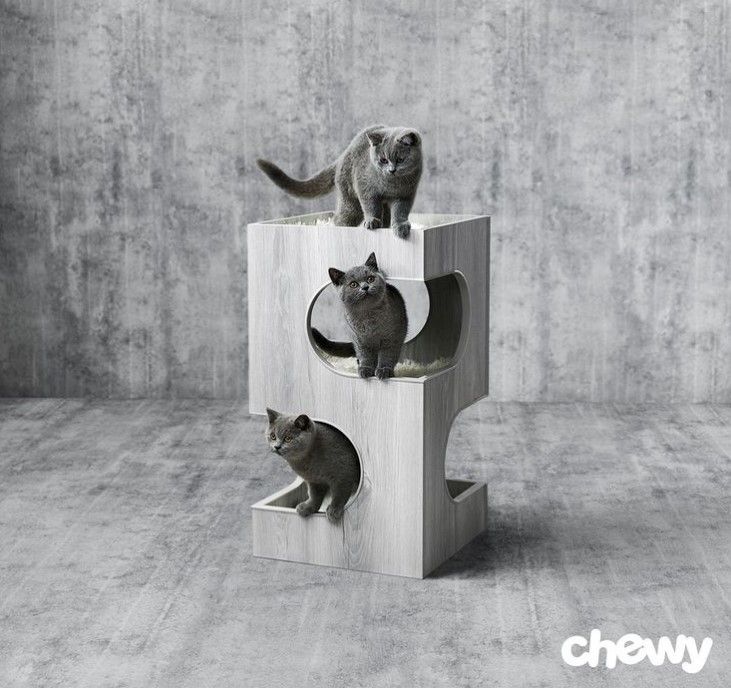Chewy 16: Lifestyle Secondary Images