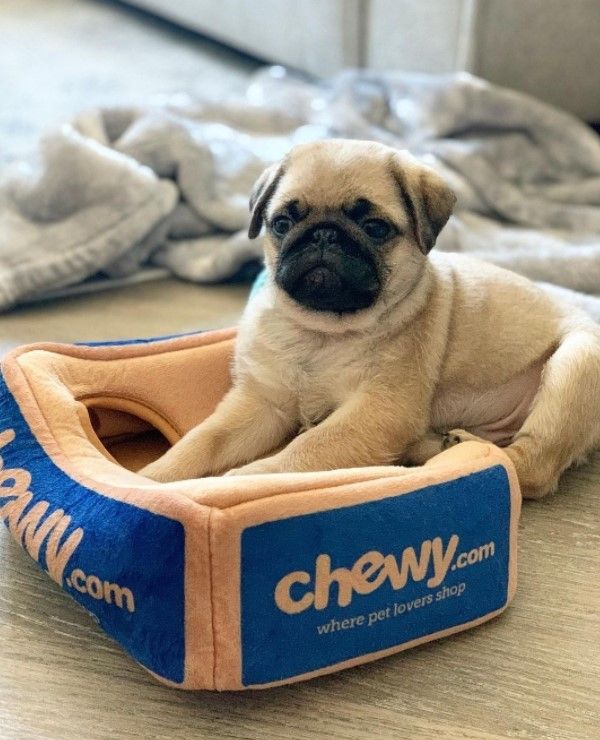 Chewy 4: Lifestyle Secondary Images