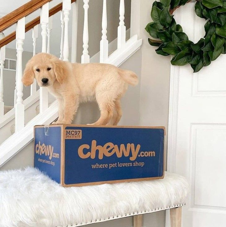 Chewy 8: Backdrops