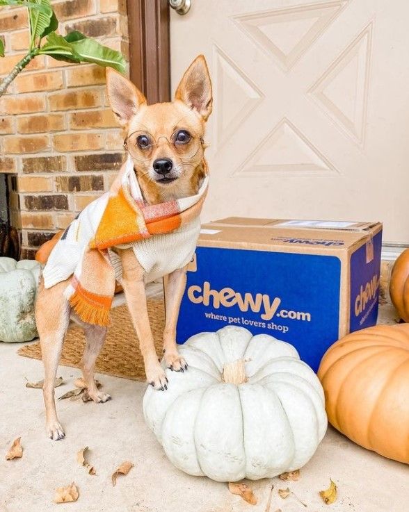 Chewy 9: Lifestyle Secondary Images