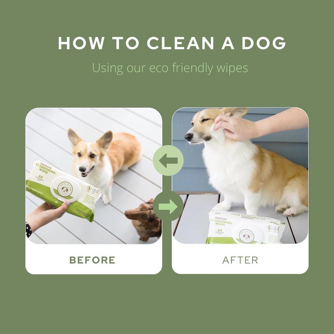 DOGGY DO GOOD INF PET 4: Infographics