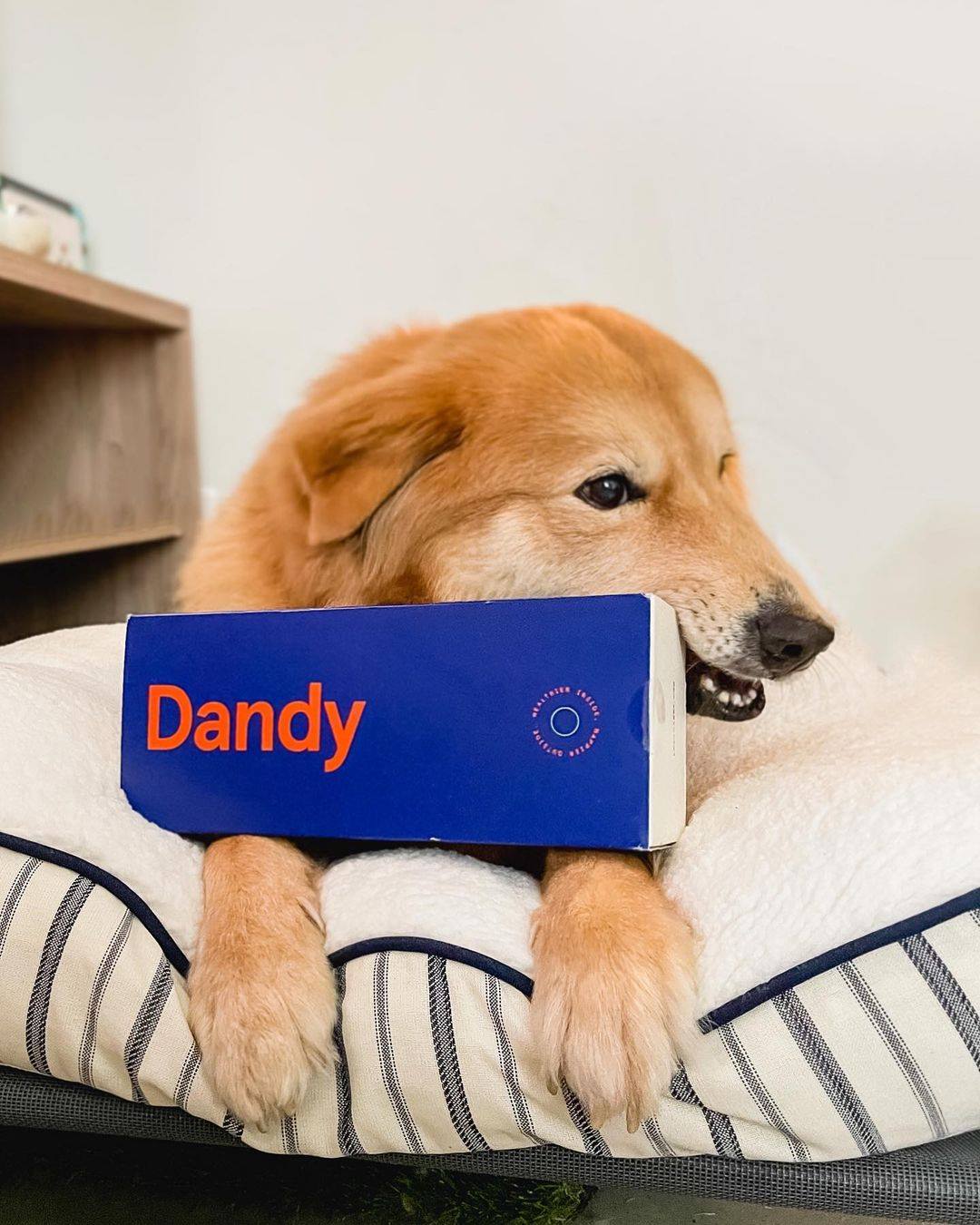 Dandy 10: Packaging