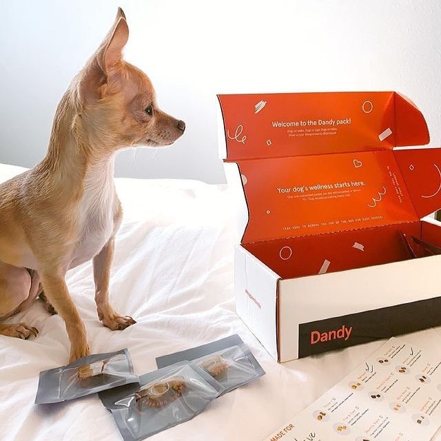 Dandy 13: Lifestyle Secondary Images