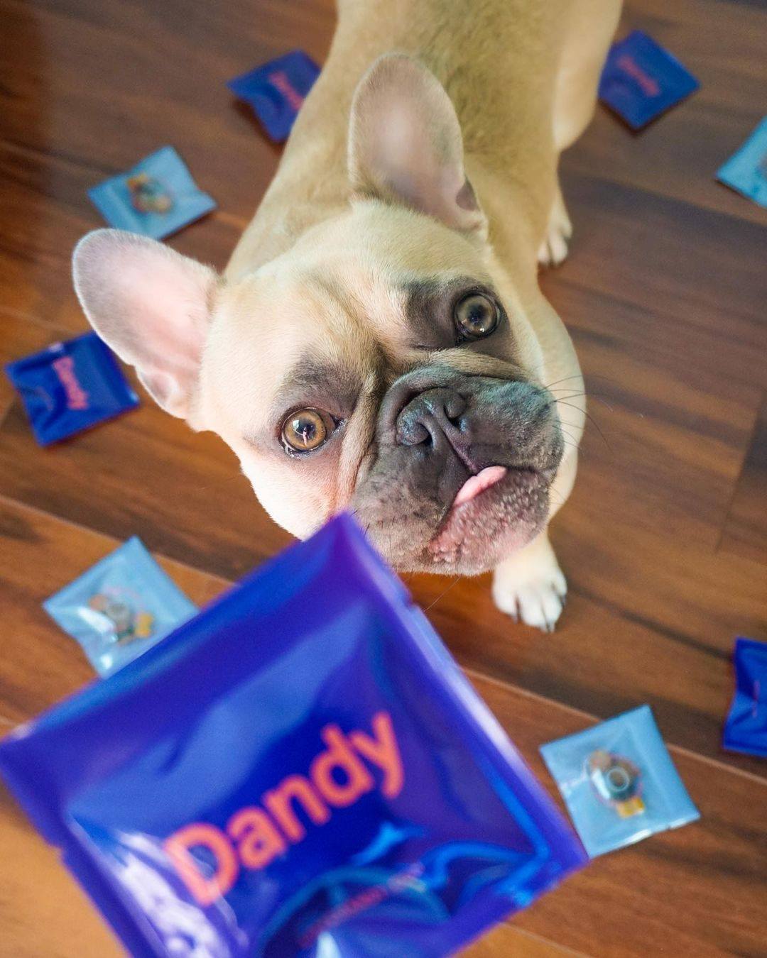 Dandy 5: Lifestyle Secondary Images