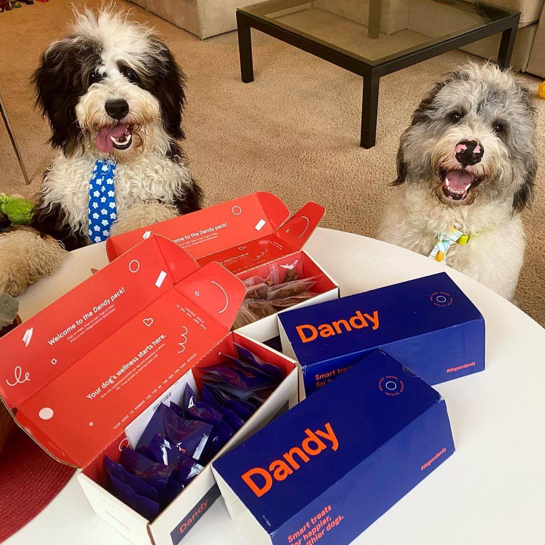 Dandy 6: Lifestyle Secondary Images