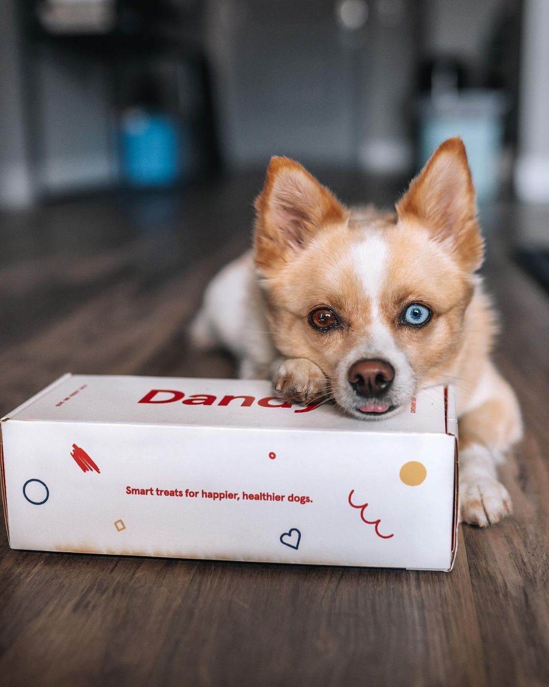 Dandy 7: Packaging