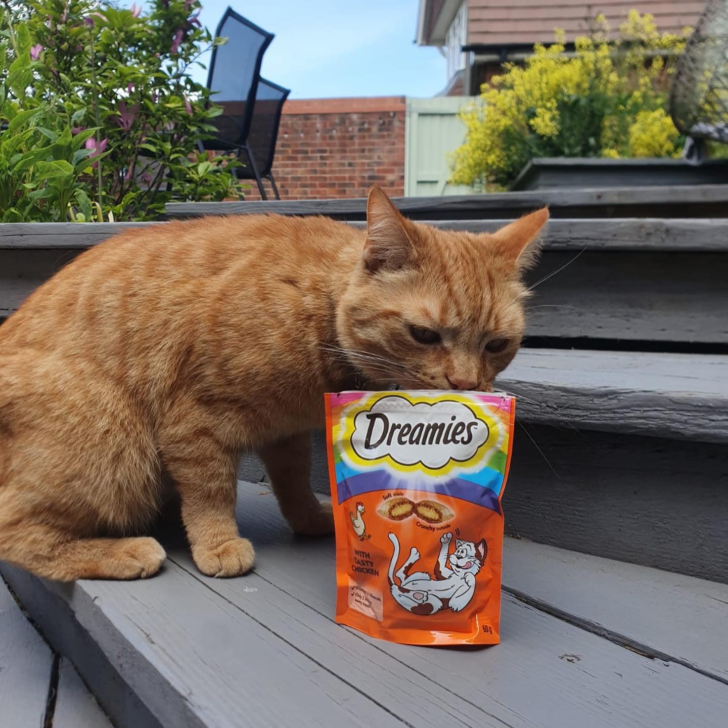 Dreamies 13: UGC Secondary Images