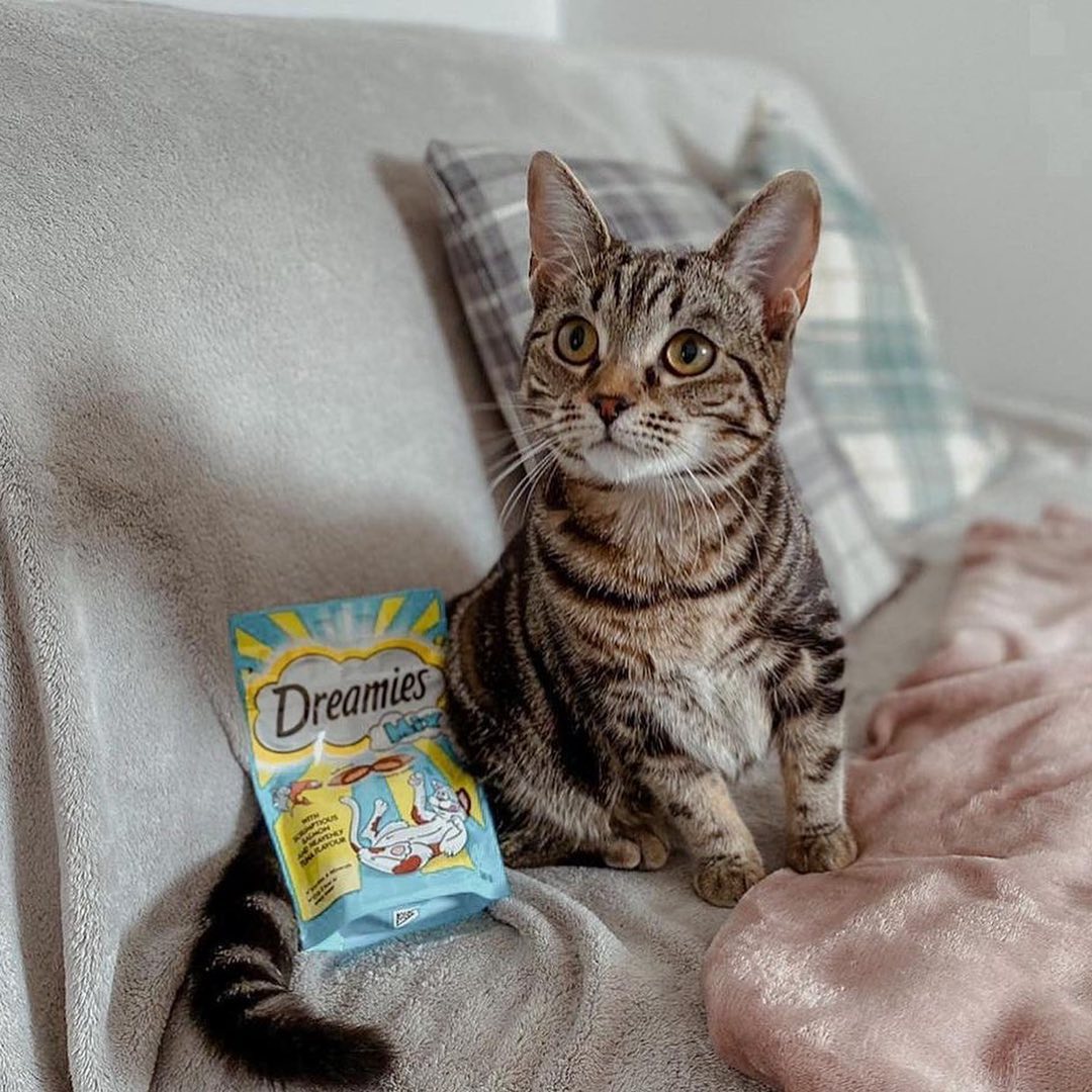 Dreamies 15: UGC Secondary Images
