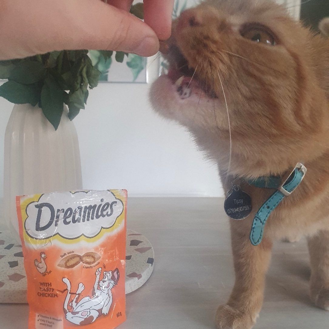 Dreamies 16: UGC Secondary Images