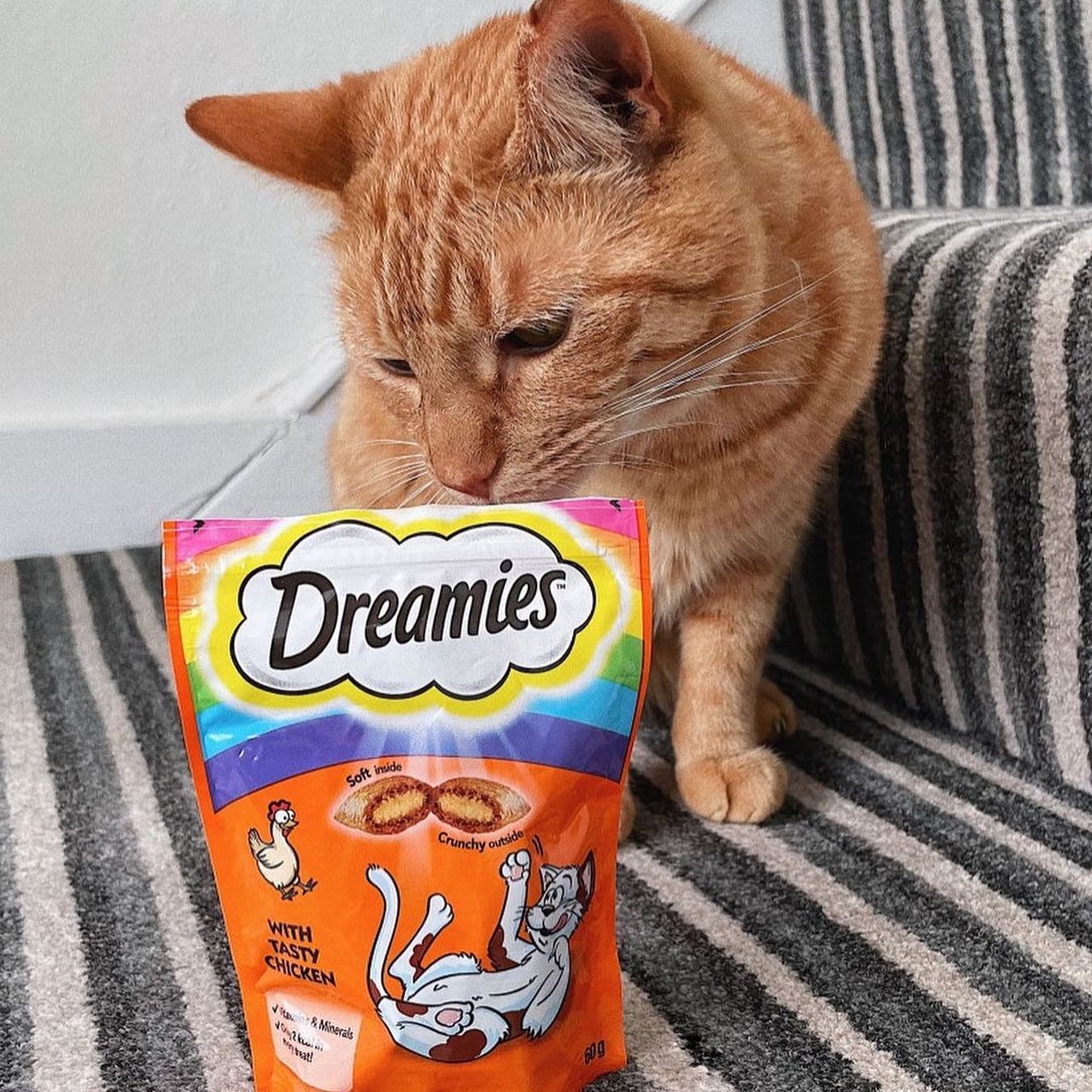 Dreamies 3: UGC Secondary Images
