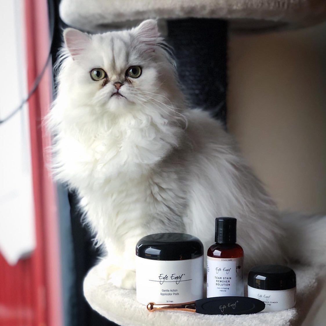 EYE ENVY LIF PET 6: Lifestyle Secondary Images