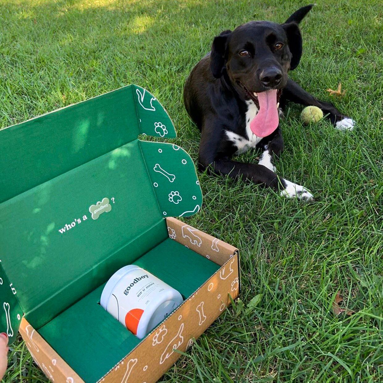 Goodboy 12: Lifestyle Secondary Images