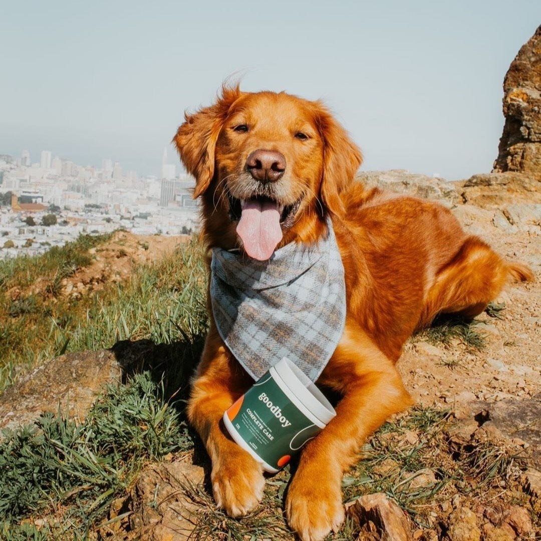 Goodboy 21: Lifestyle Secondary Images