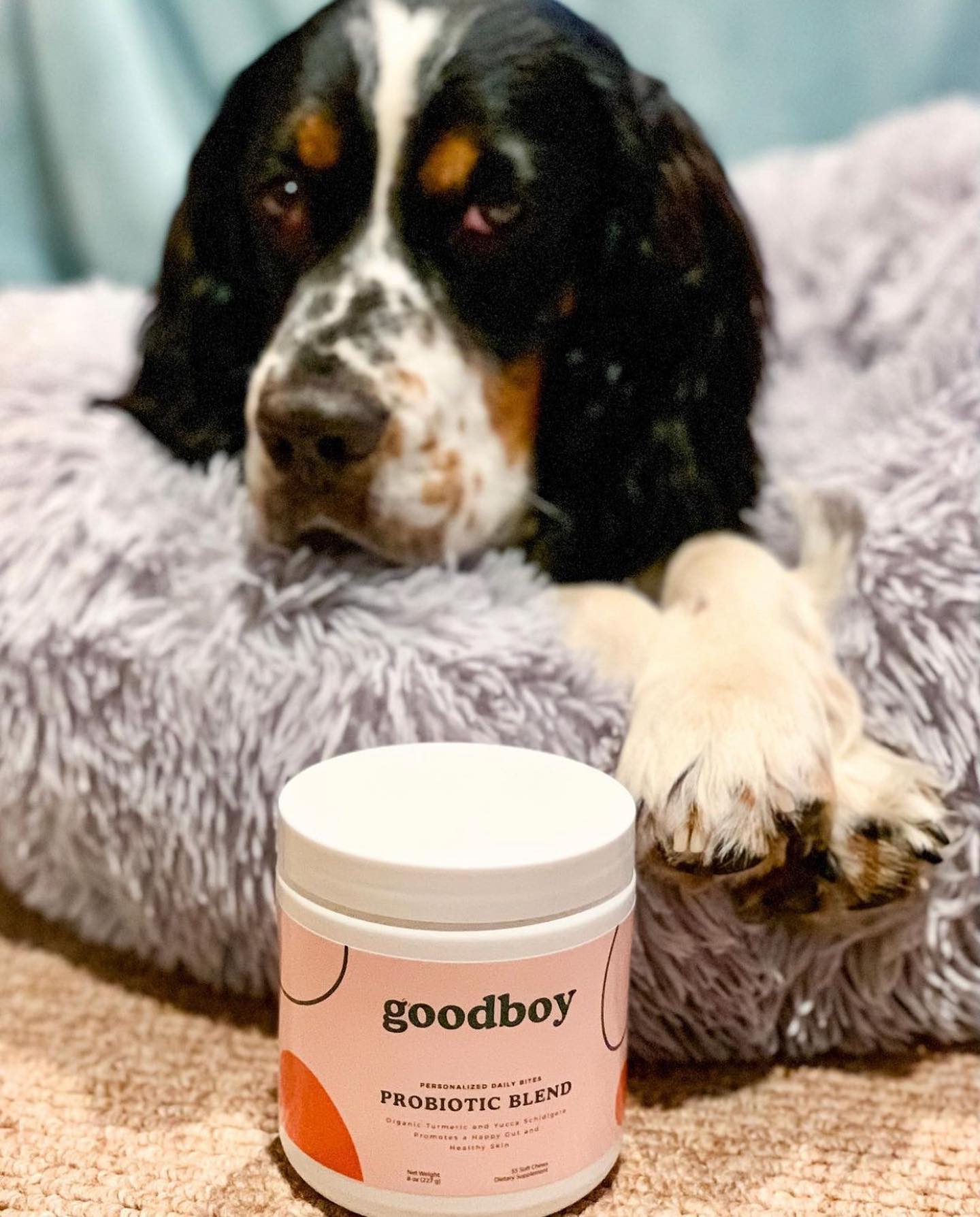 Goodboy 2: Lifestyle Secondary Images