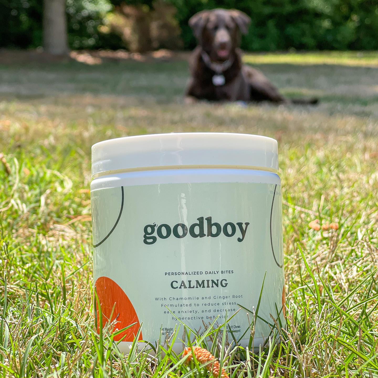 Goodboy 5: Lifestyle Secondary Images