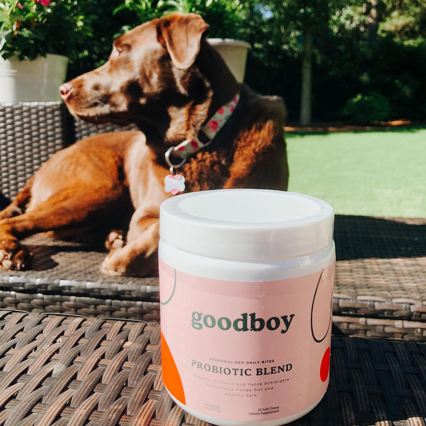 Goodboy 7: Lifestyle Secondary Images