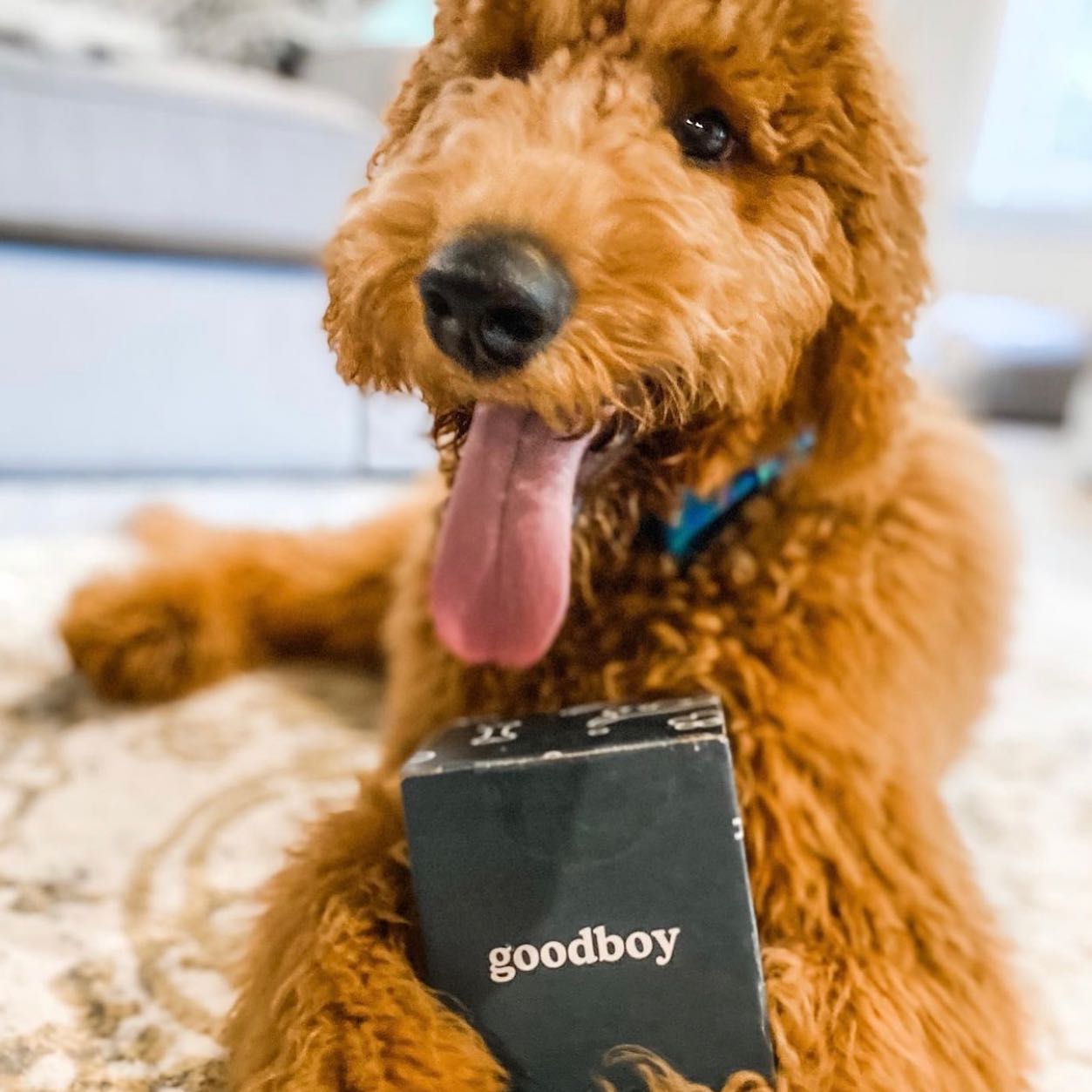 Goodboy 8: Lifestyle Secondary Images