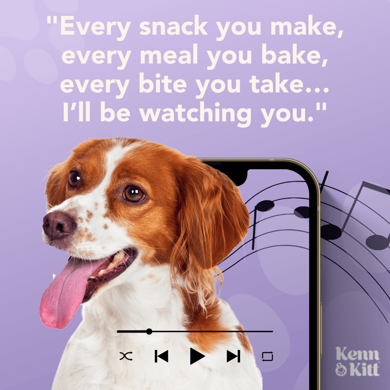 KENN AND KITT INF PET 69: Infographics