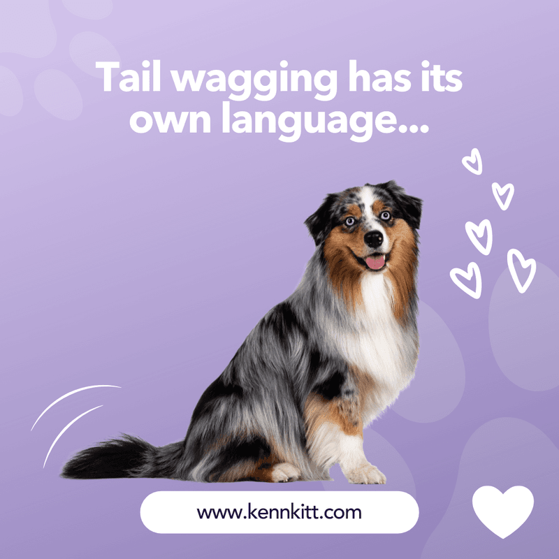 KENN AND KITT INF PET 70: Infographics