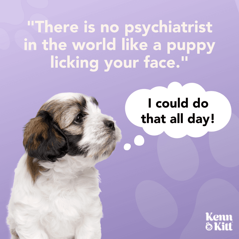 KENN AND KITT INF PET 72: Infographics