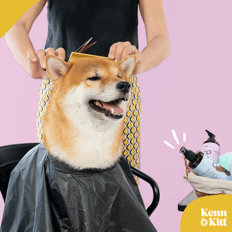 KENN AND KITT LIF PET 1: Lifestyle Secondary Images