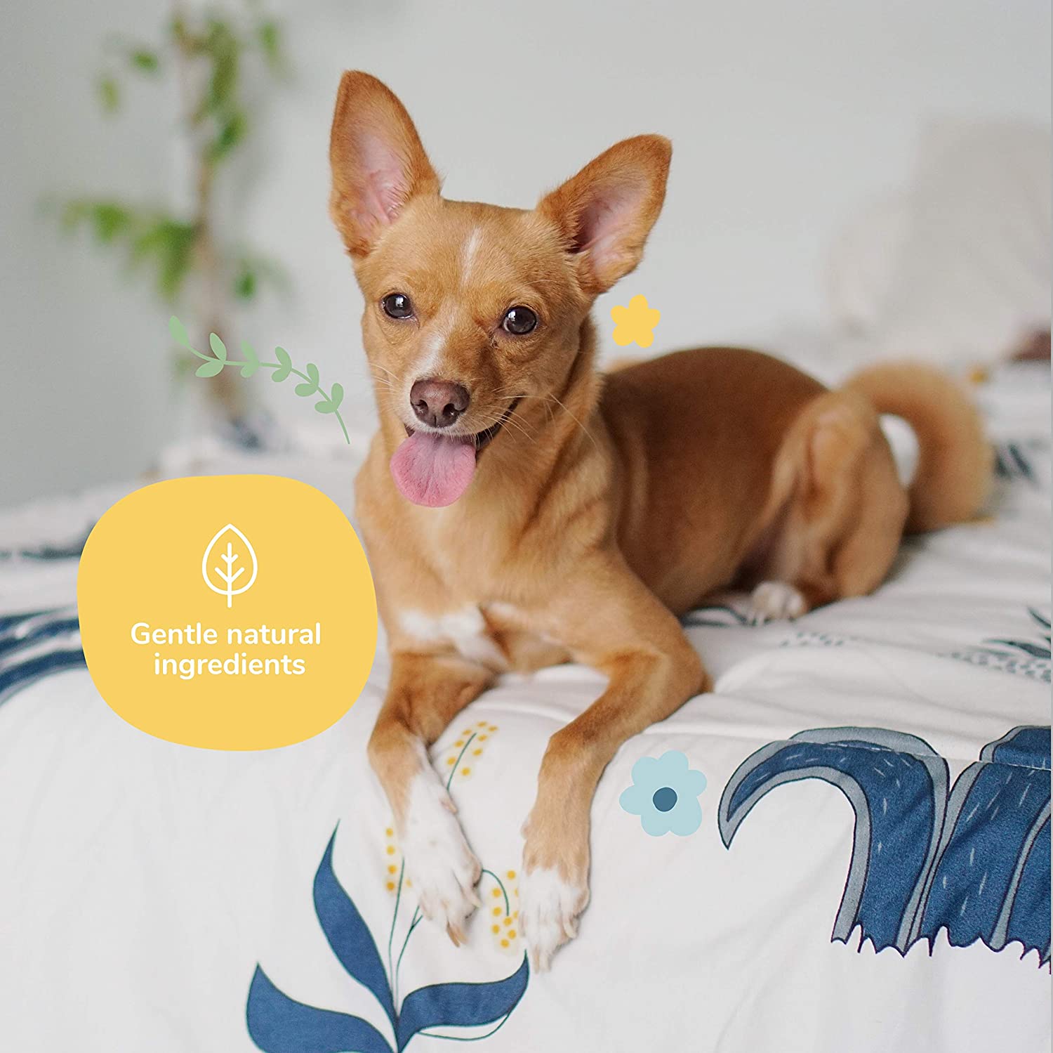 KIN+KIND INF PET 3: Infographics