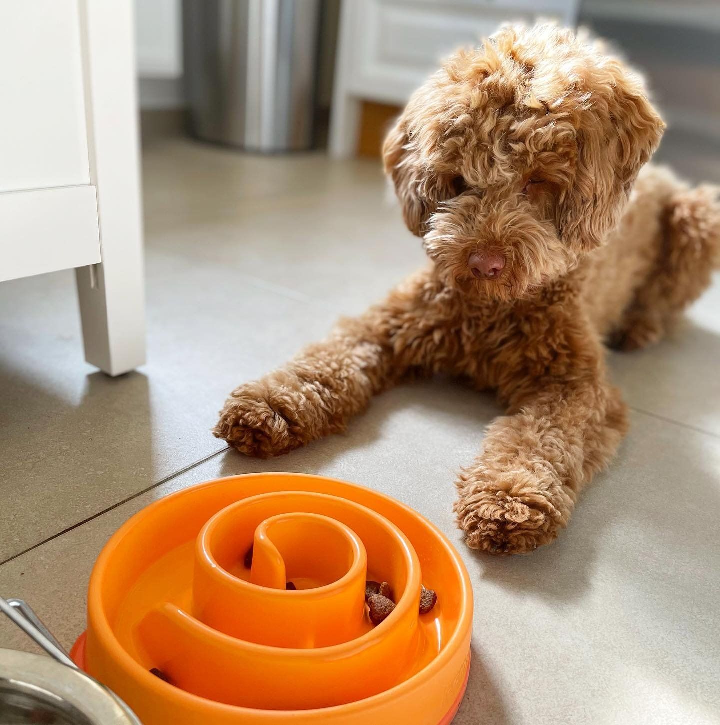 Outward Hound 12: Lifestyle Secondary Images
