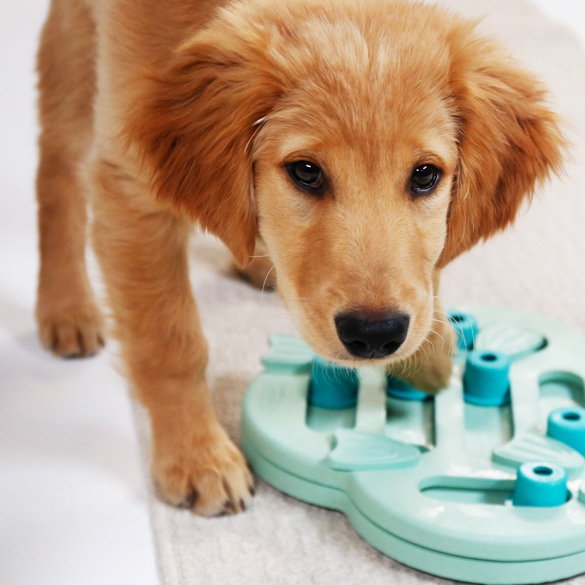Outward Hound 13: Lifestyle Secondary Images