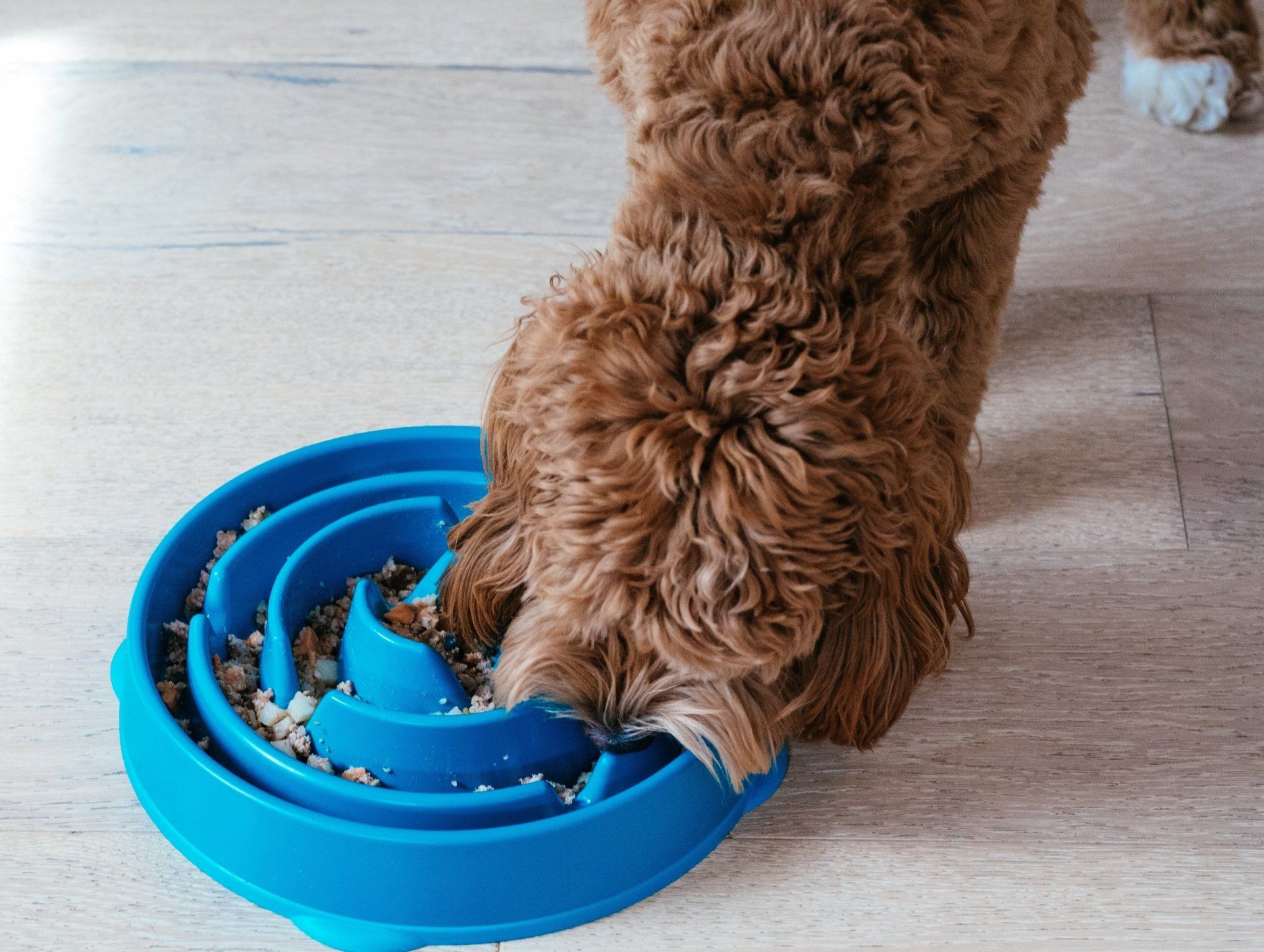 Outward Hound 2: Lifestyle Secondary Images