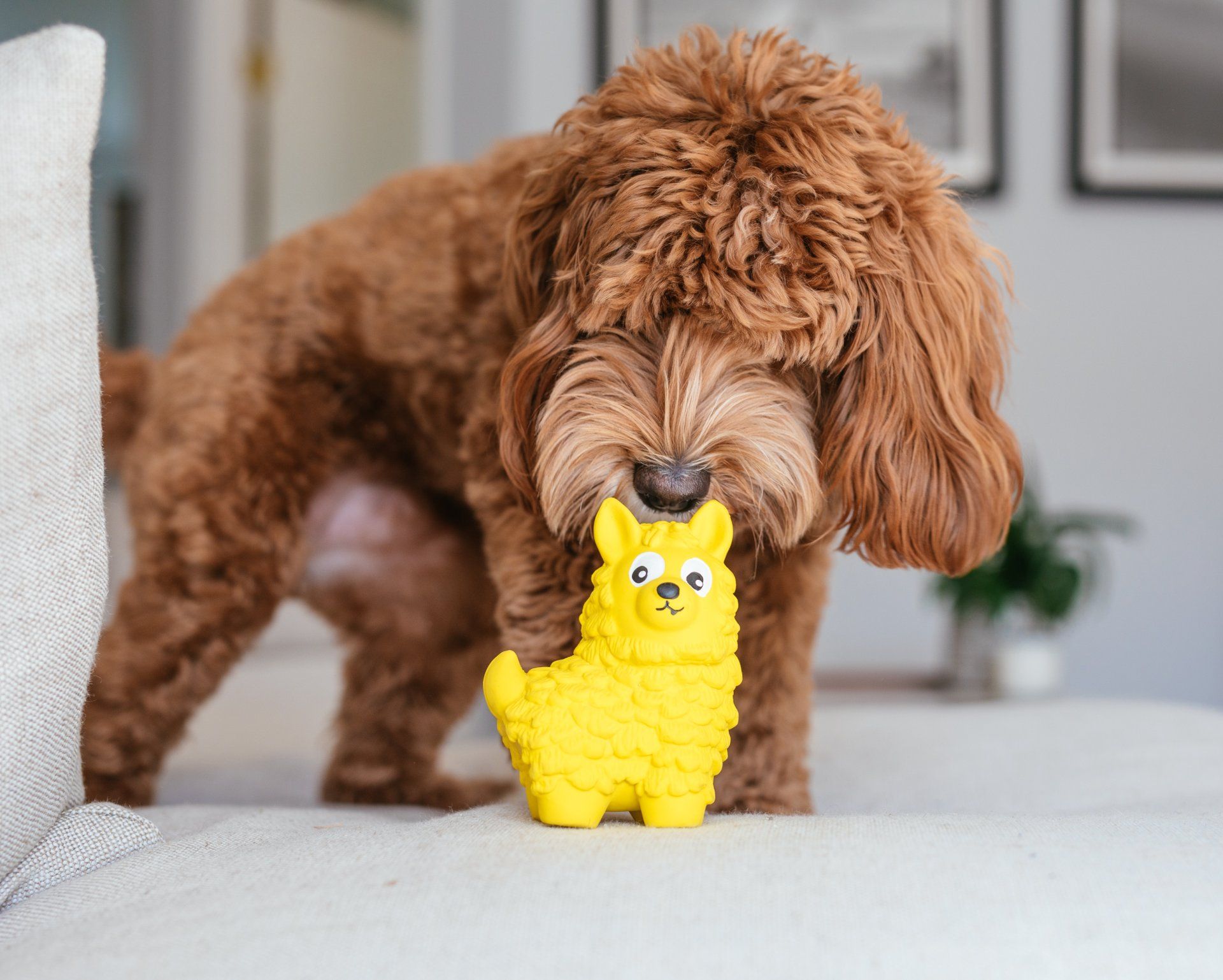 Outward Hound 3: Lifestyle Secondary Images