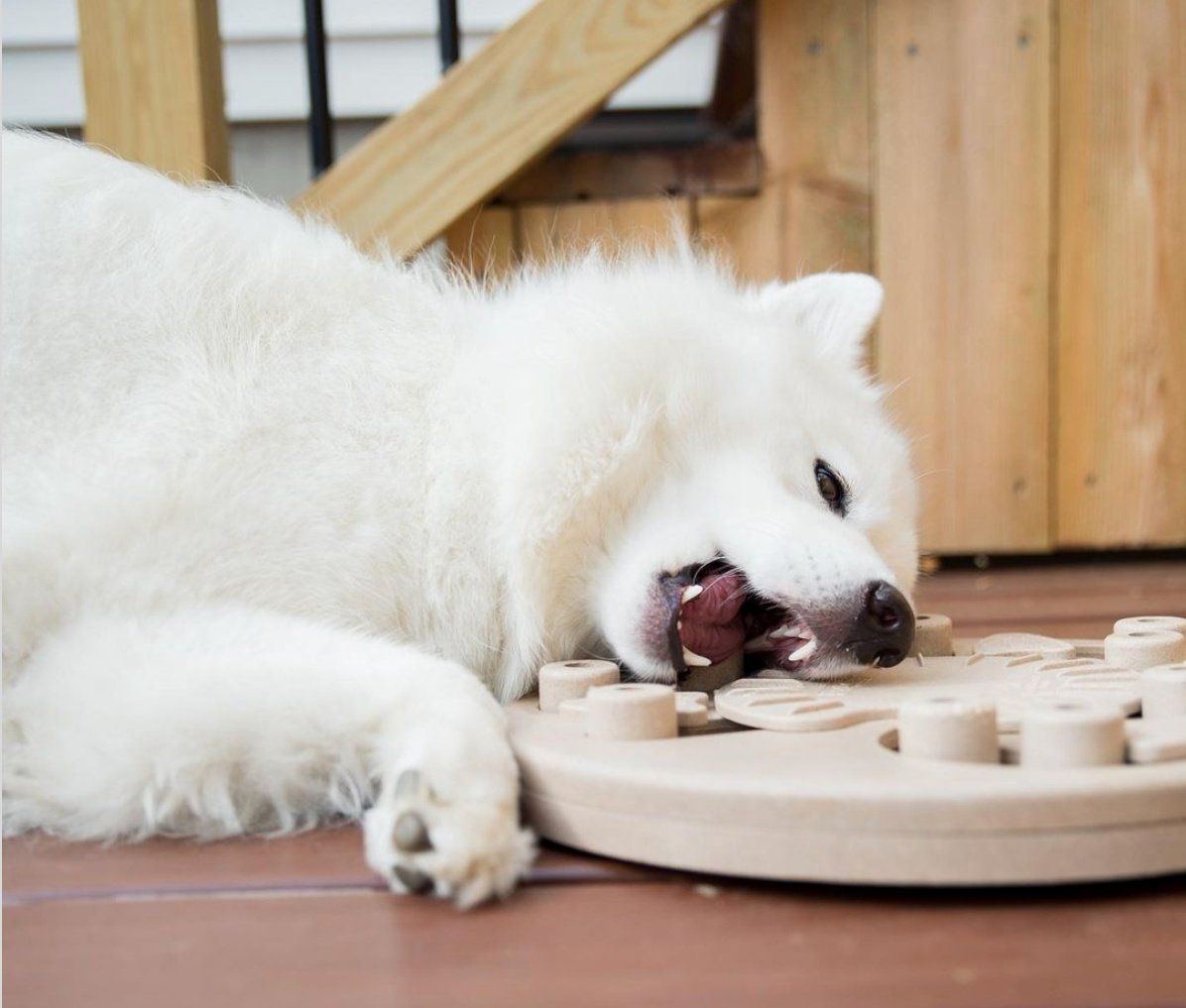 Outward Hound 4: Lifestyle Secondary Images