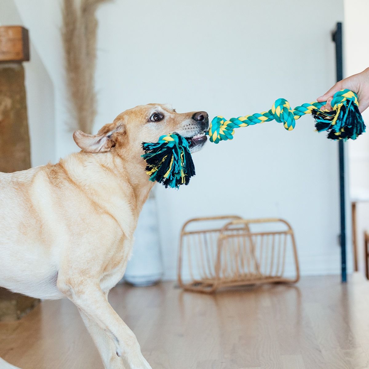 Outward Hound 6: Lifestyle Secondary Images