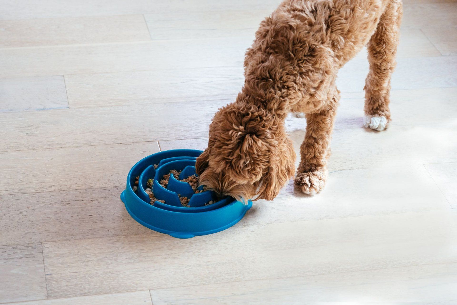 Outward Hound 8: Lifestyle Secondary Images
