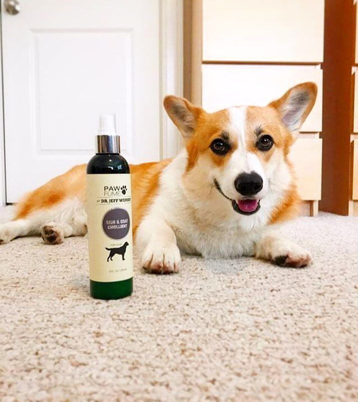 PAWFUME LIF PET 2: Lifestyle Secondary Images