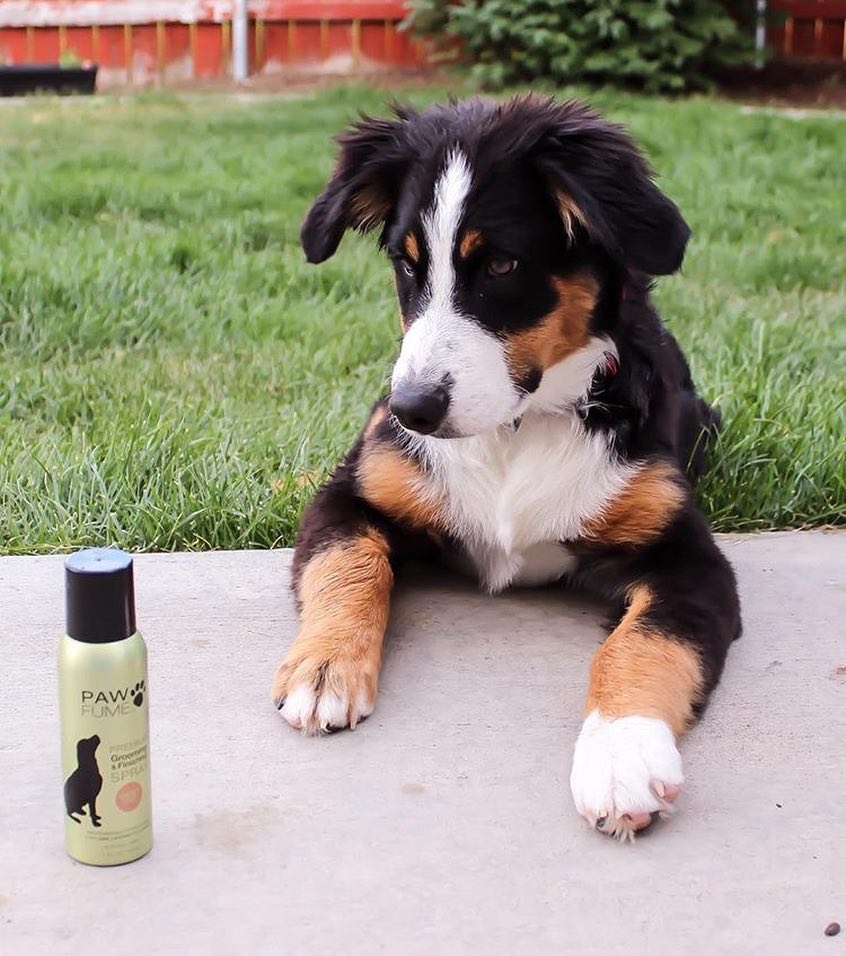 PAWFUME LIF PET 3: Lifestyle Secondary Images