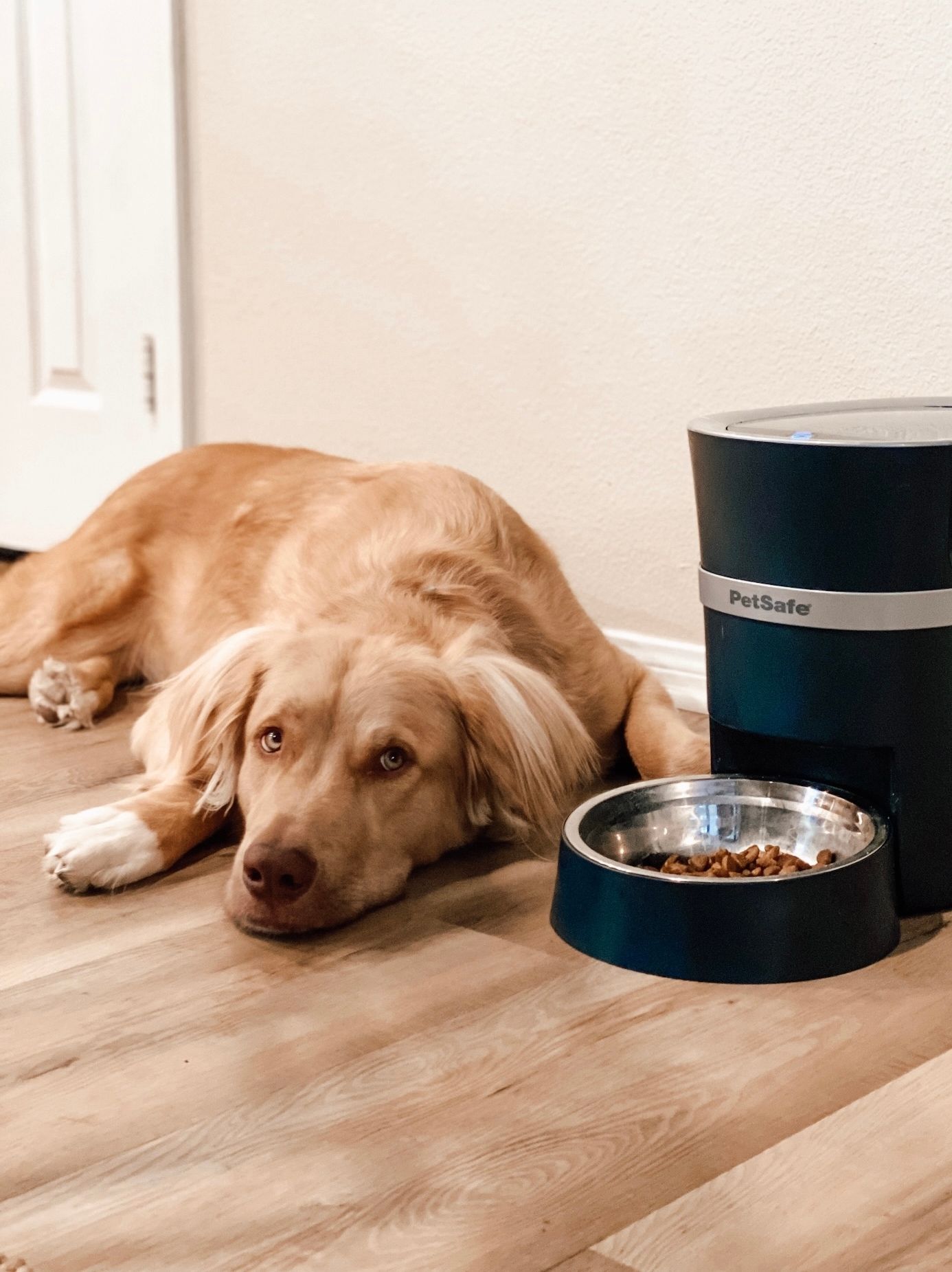PETSAFE LIF PET 1: Lifestyle Secondary Images