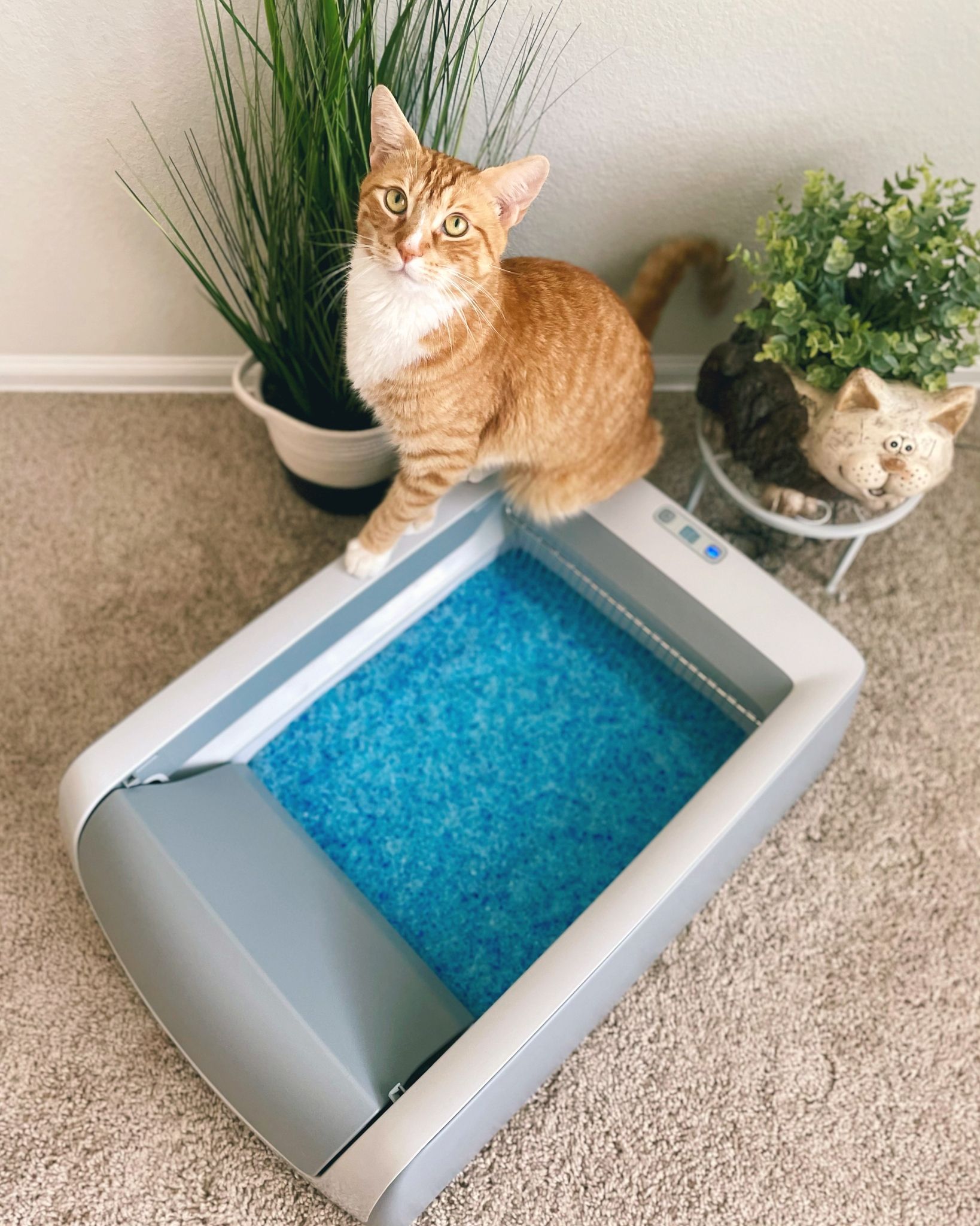 PETSAFE LIF PET 2: Lifestyle Secondary Images