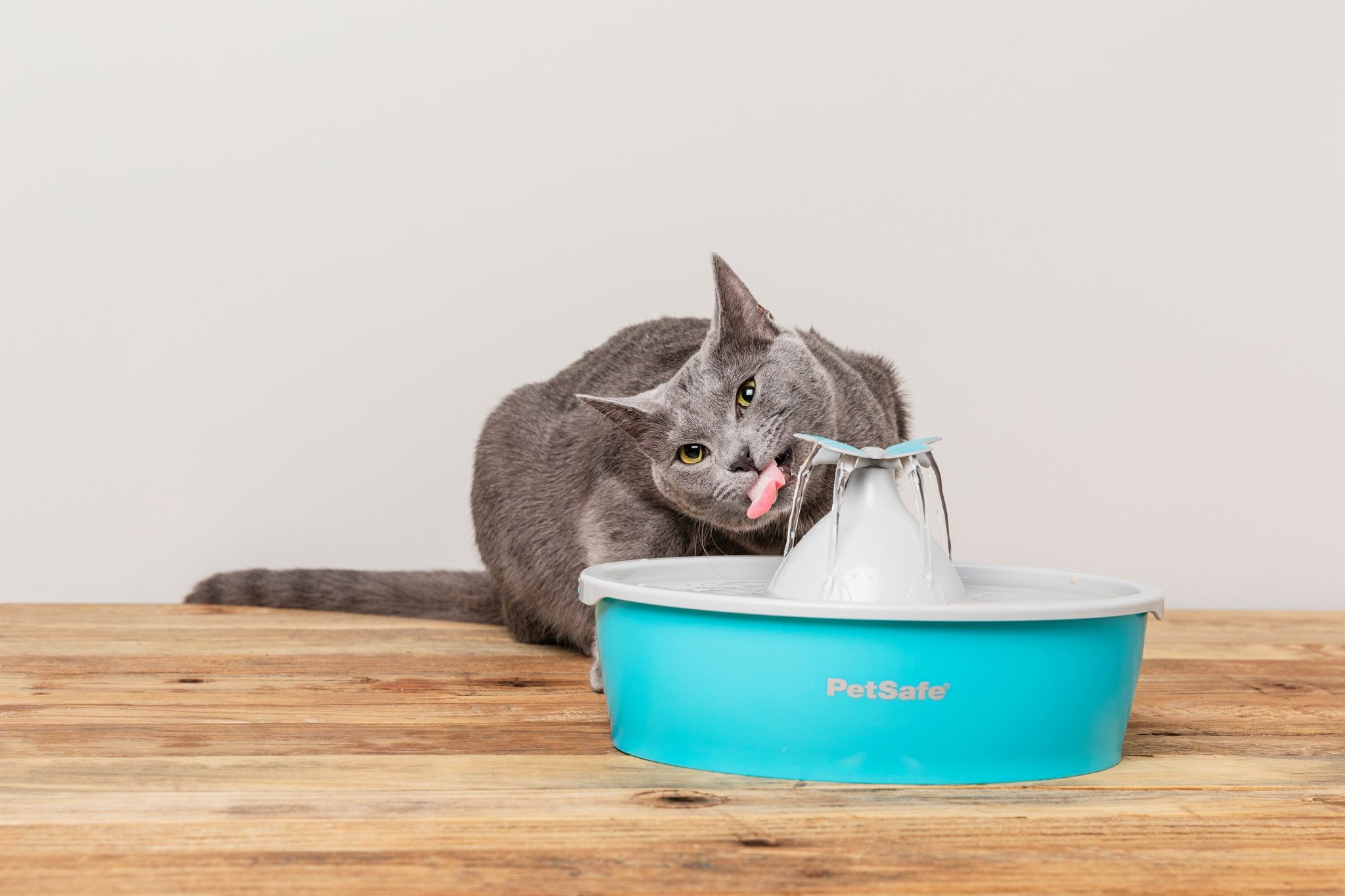 PETSAFE LIF PET 3: Lifestyle Secondary Images