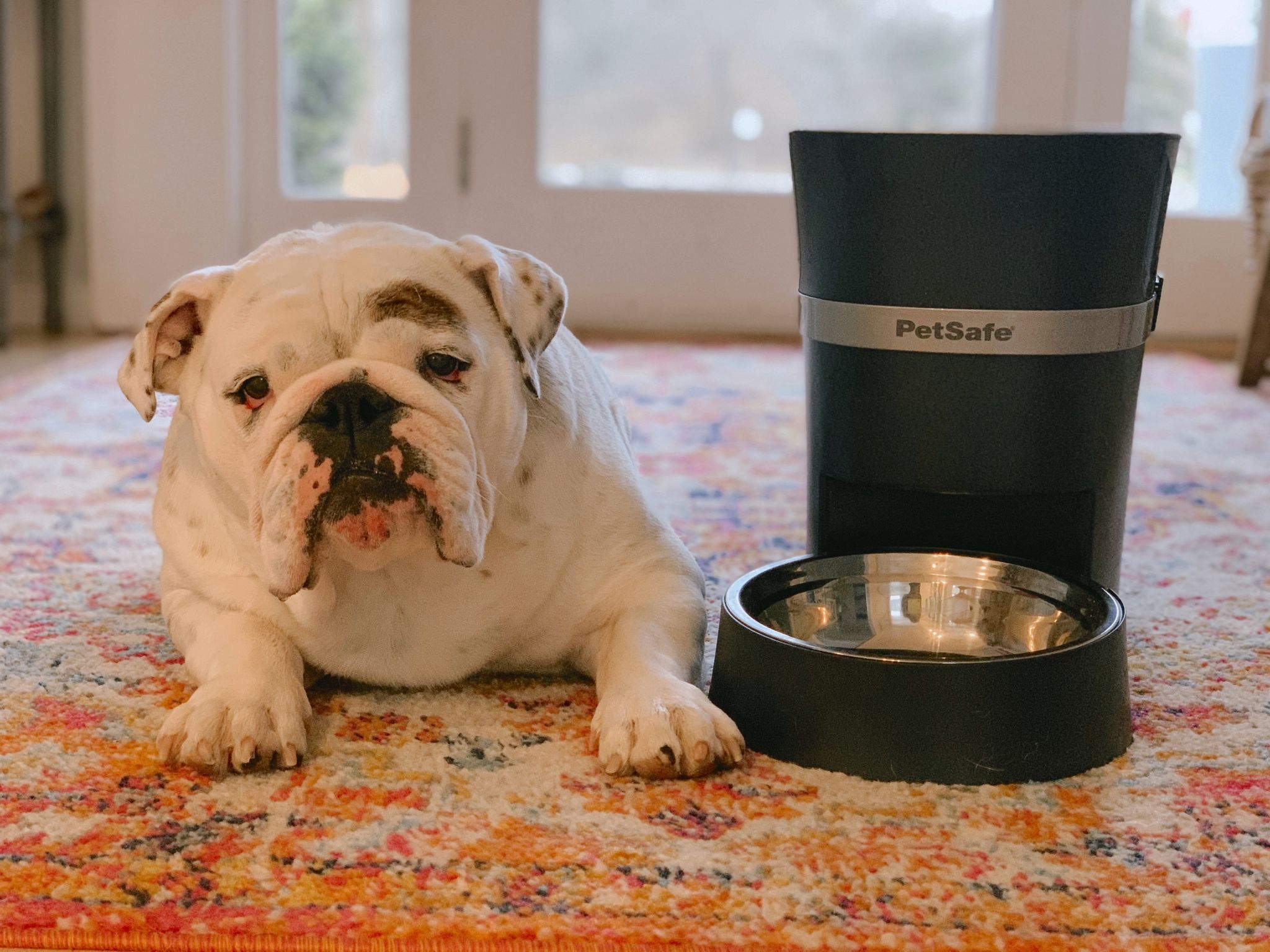 PETSAFE LIF PET 4: Lifestyle Secondary Images