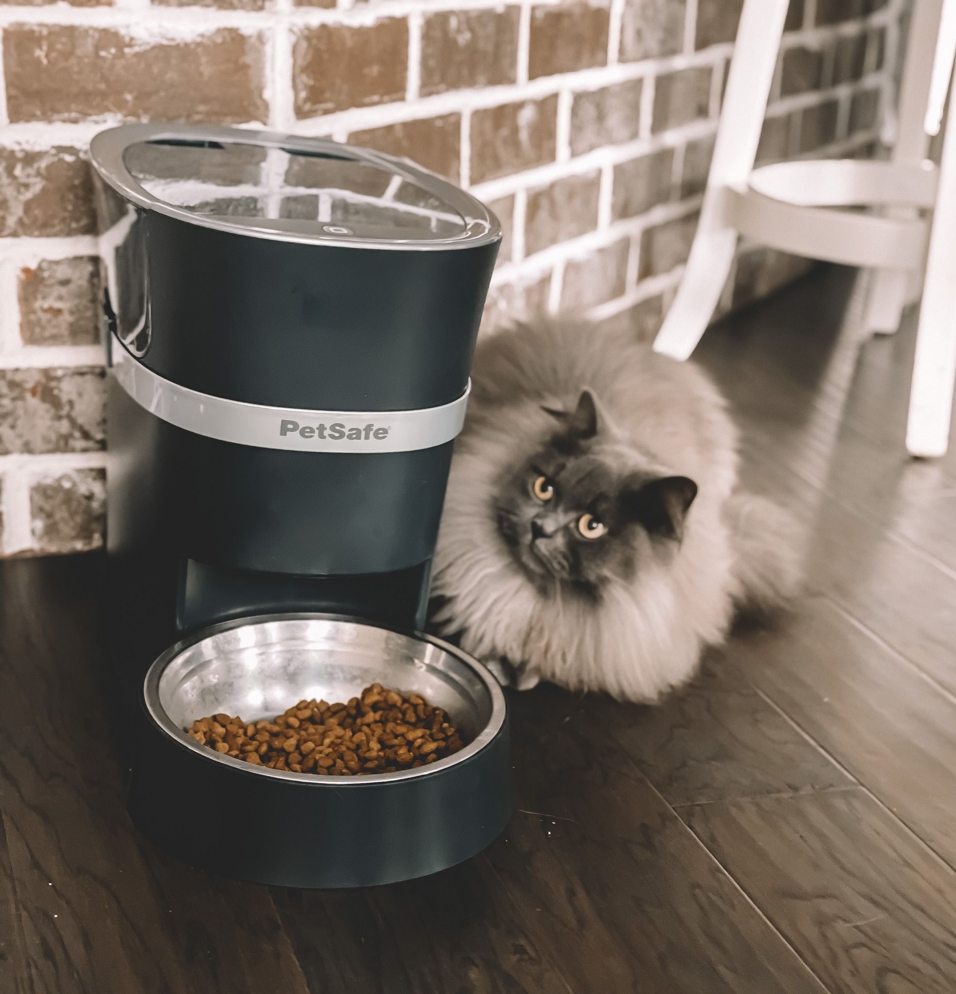 PETSAFE LIF PET 6: Lifestyle Secondary Images