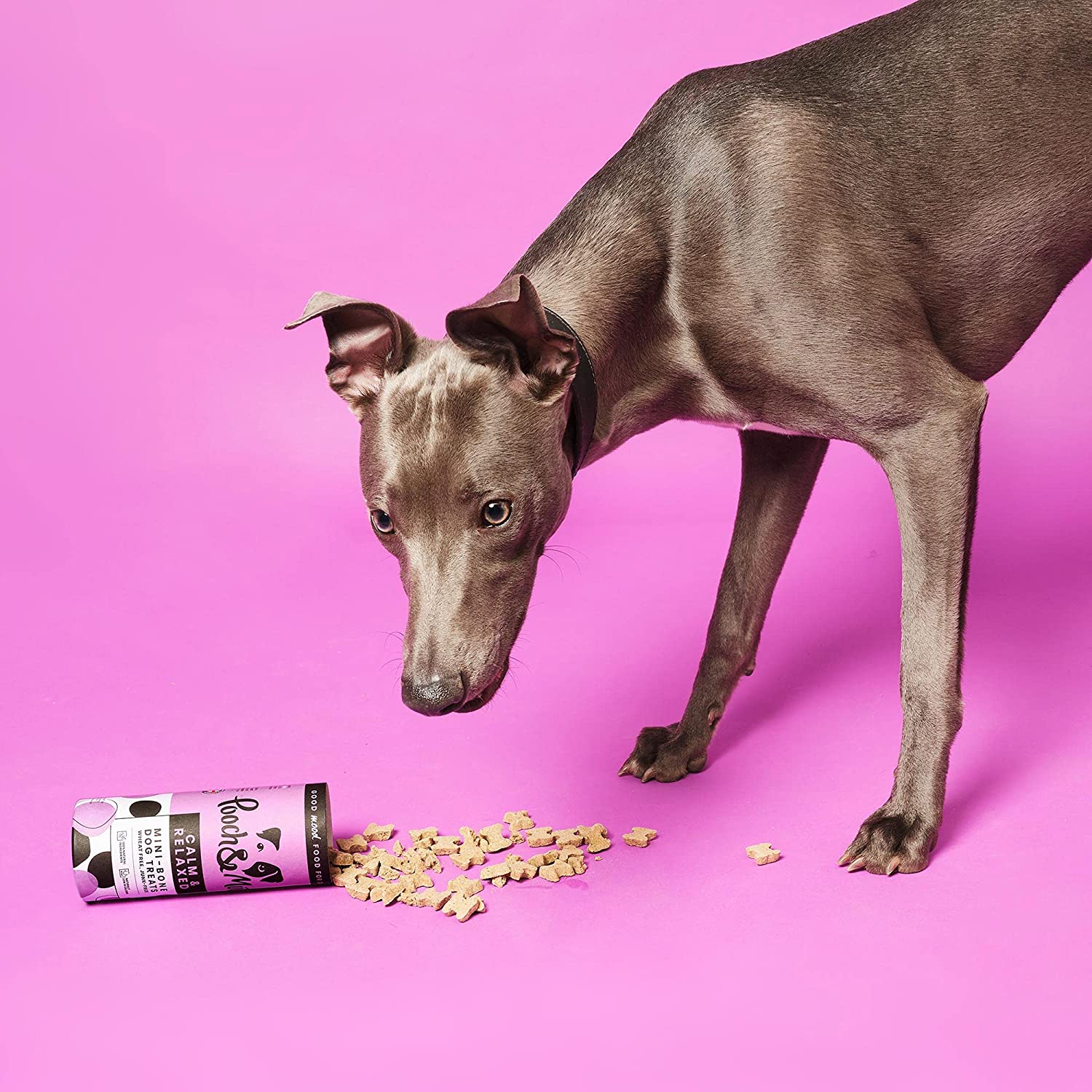 Pooch and Mutt 14: Backdrops